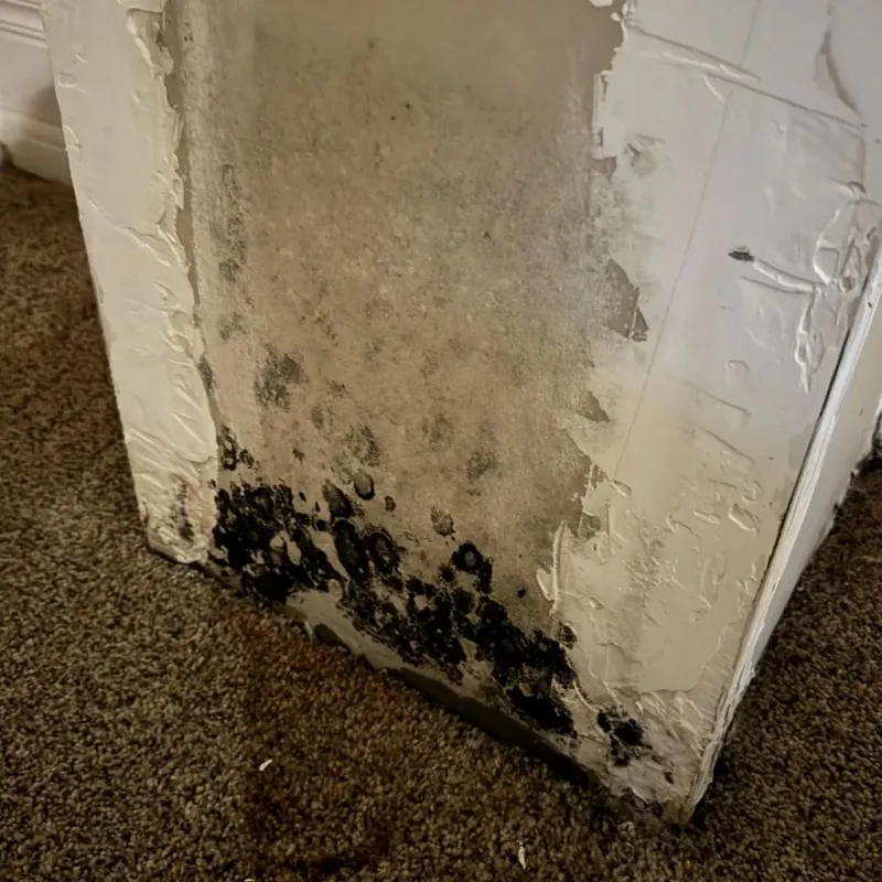 Professional Mold Removal in Coaling, AL